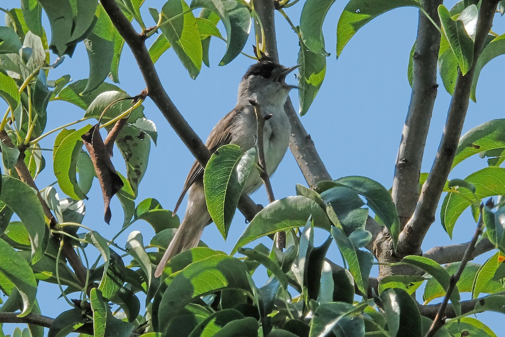 singende Mönchsgrasmücke