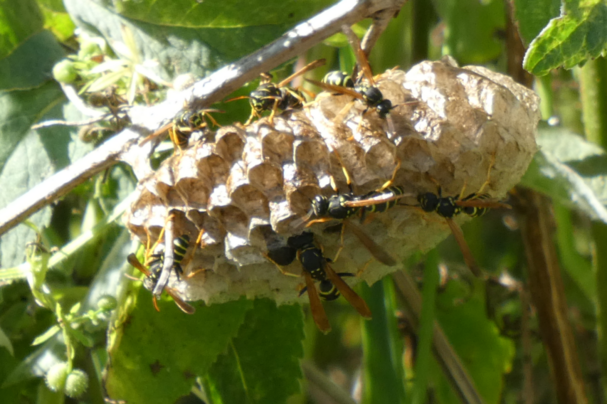 Nest der Feldwespe