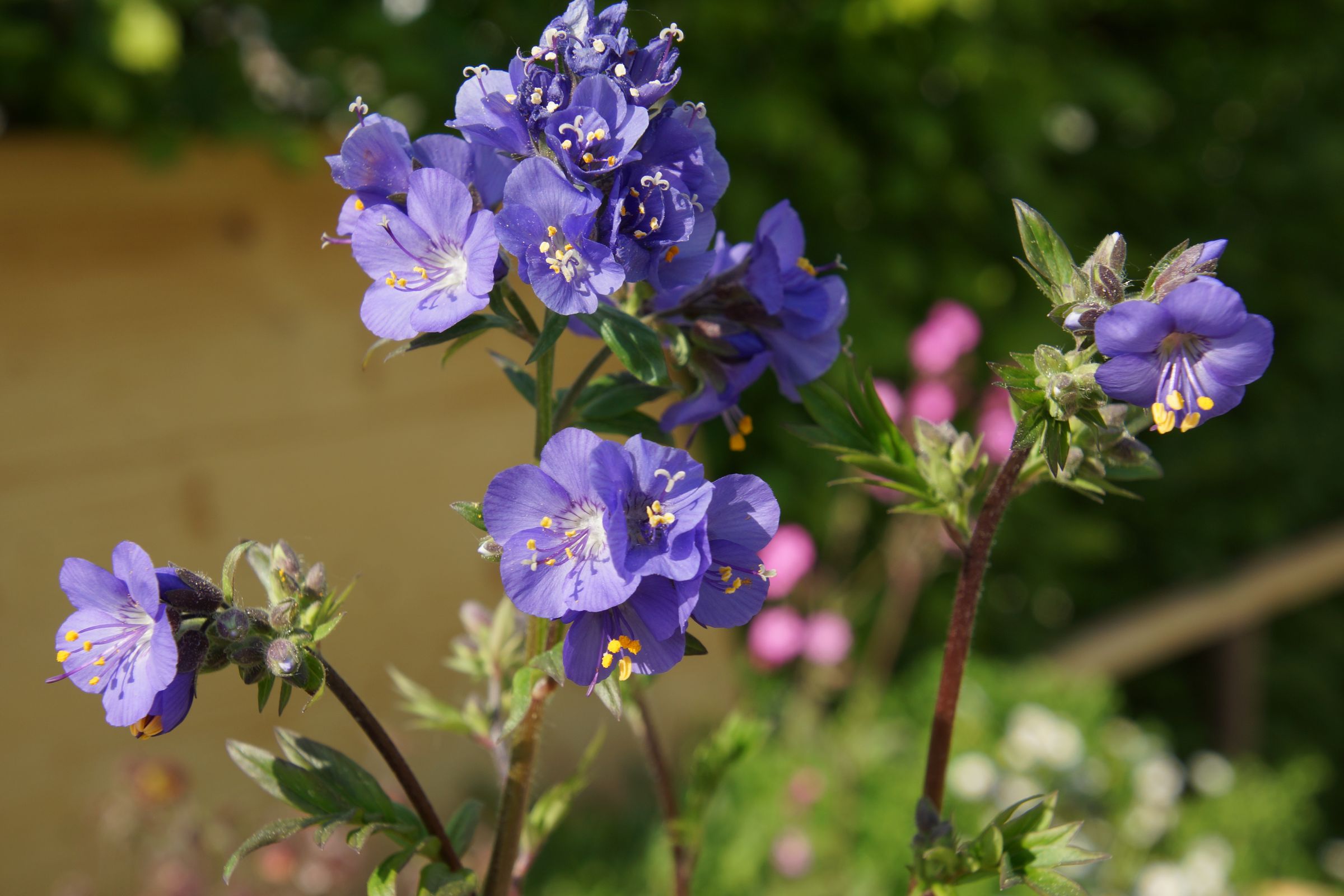 Blaue Himmelsleiter