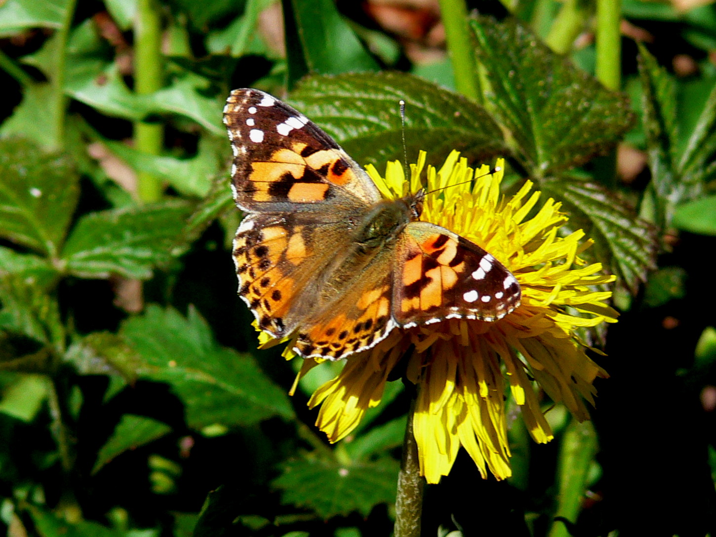Distelfalter
