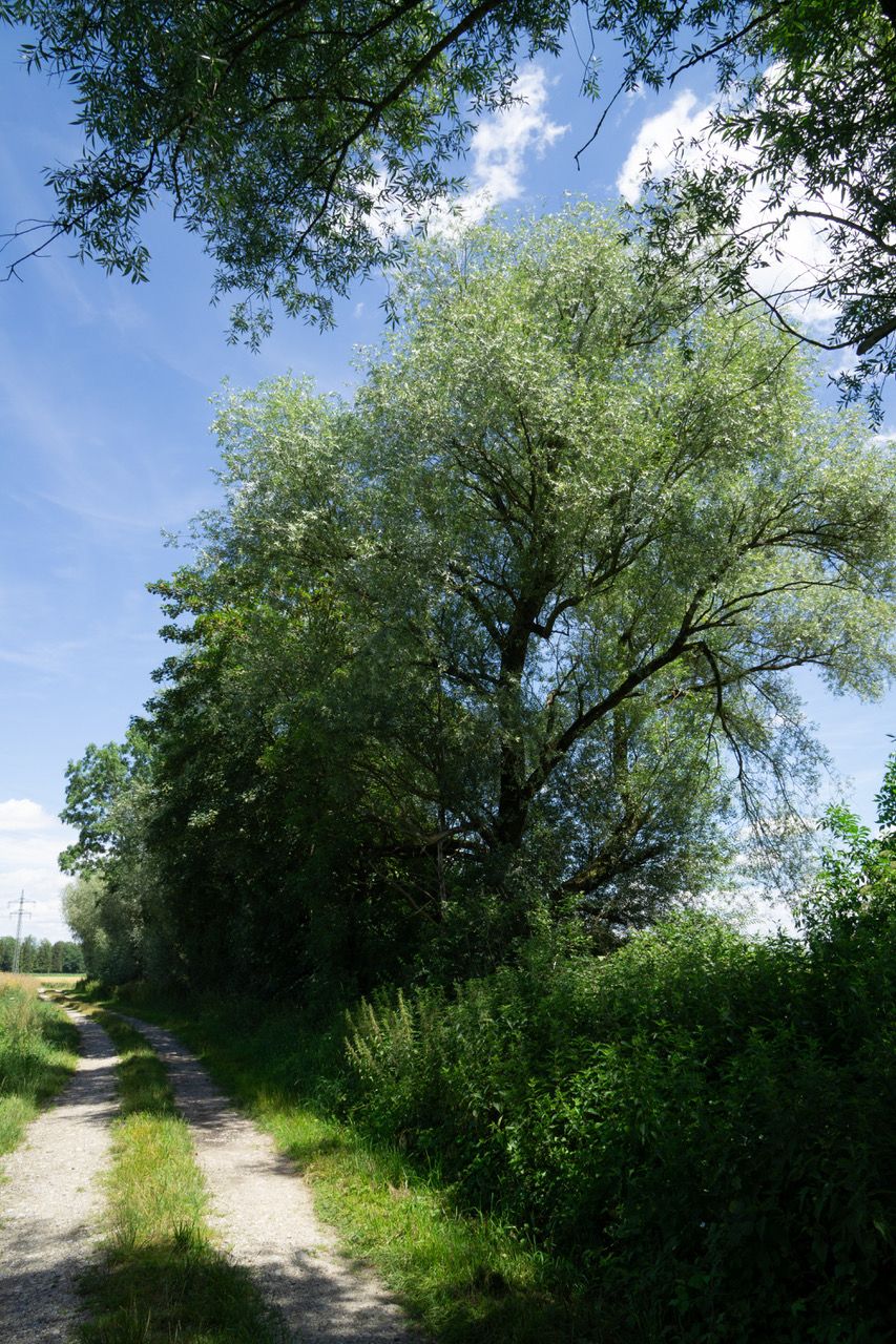 Die Erlmühlbach-Weiden