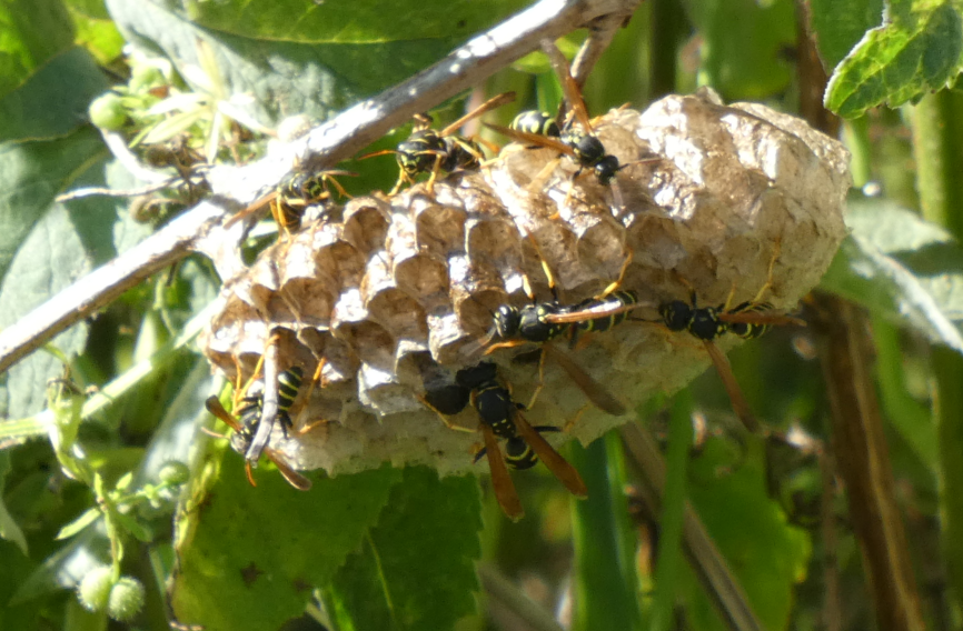 Nest der Feldwespe