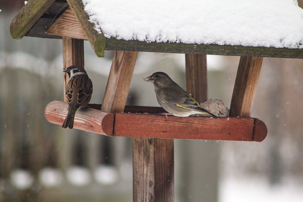 Vögel im Winter